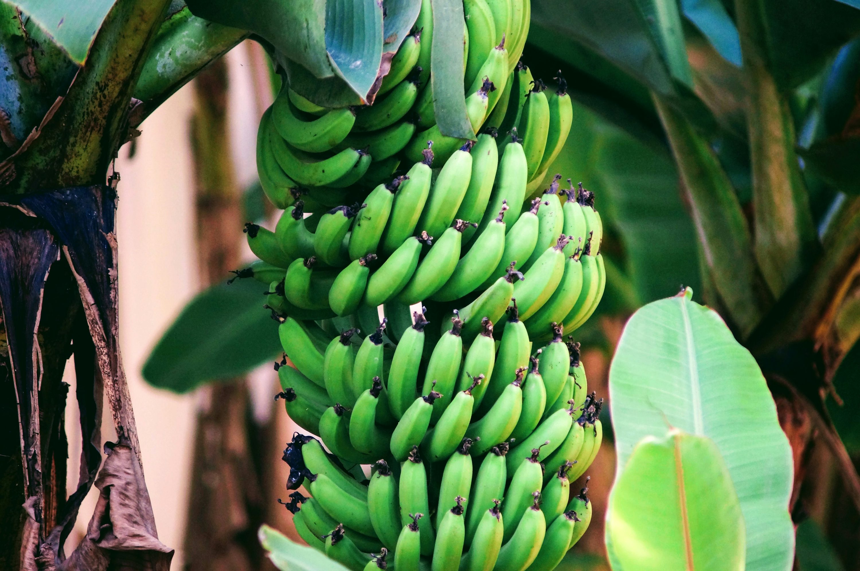 Banana plantation in Kerala
