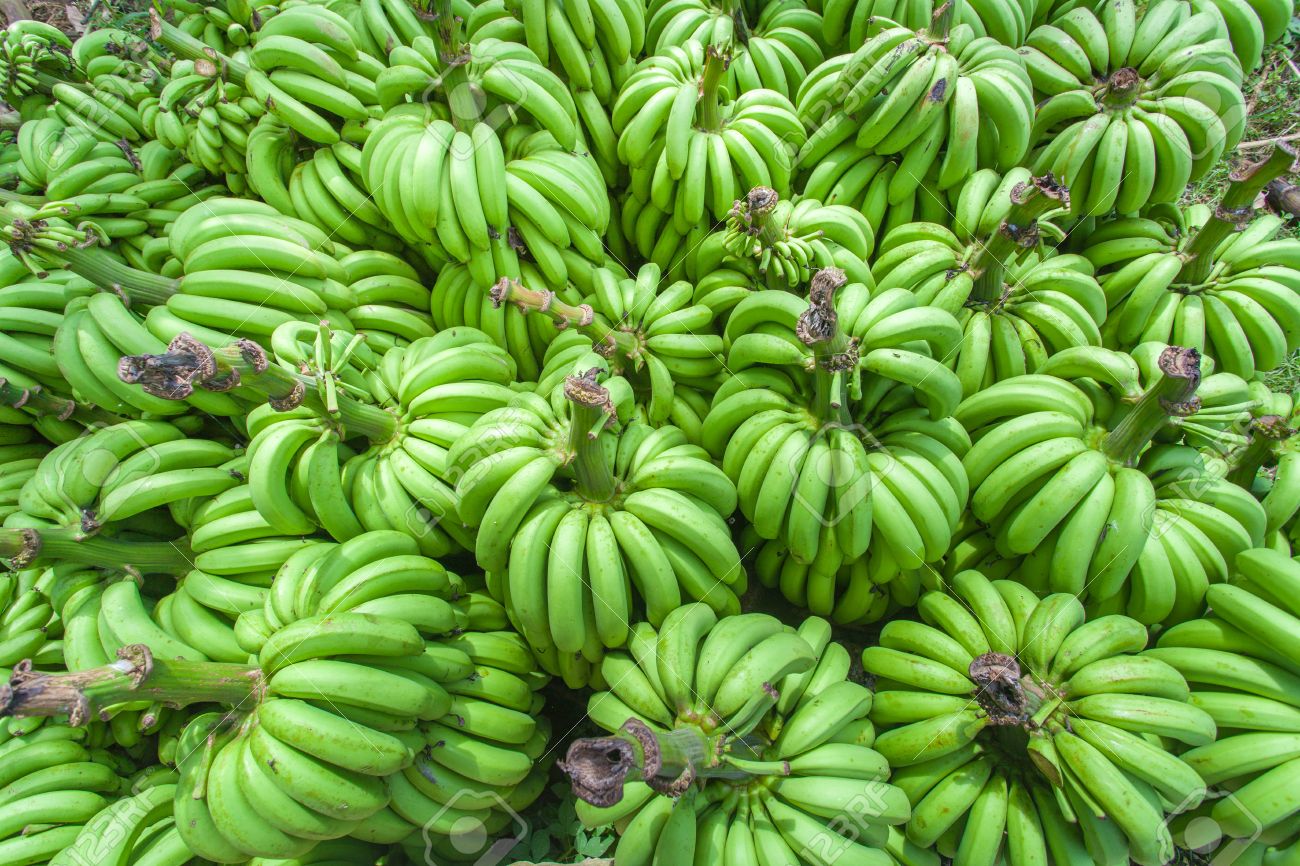 Cavendish Bananas